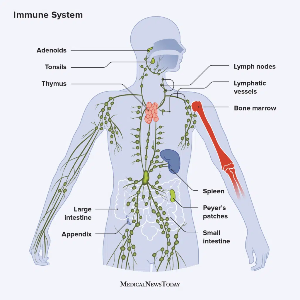 The Science Behind the Immune System